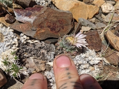 Townsendia condensata