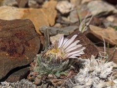 Townsendia condensata