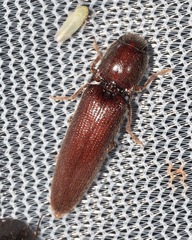 Dicrepidius palmatus