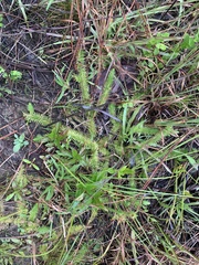 Lycopodiella appressa