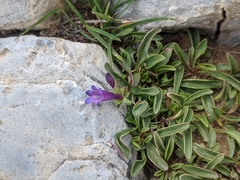 Penstemon heterodoxus heterodoxus
