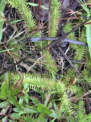 Lycopodiella appressa