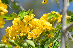 Senna racemosa