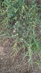 Chenopodium acuminatum
