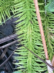 Lycopodiella appressa