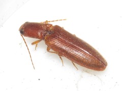Athous cucullatus