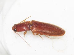 Athous cucullatus