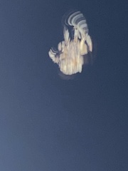 Araneus bicentenarius