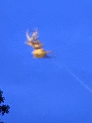 Araneus bicentenarius