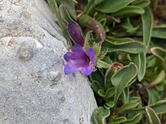 Penstemon heterodoxus heterodoxus