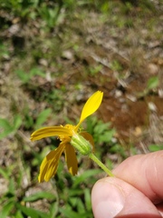 Arnica lonchophylla
