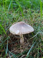 Lepiota glatfelteri