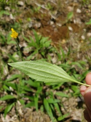 Arnica lonchophylla