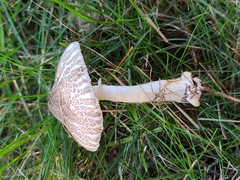 Lepiota glatfelteri