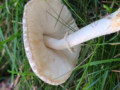Lepiota glatfelteri