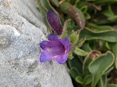 Penstemon heterodoxus heterodoxus