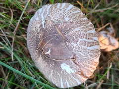 Lepiota glatfelteri