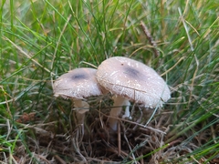 Lepiota glatfelteri