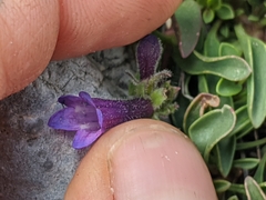 Penstemon heterodoxus heterodoxus