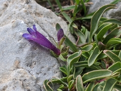 Penstemon heterodoxus heterodoxus