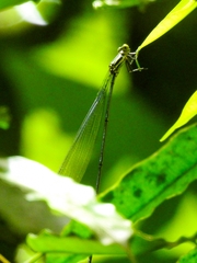 Mecistogaster modesta