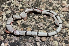 Lampropeltis alterna