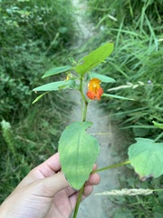 Impatiens capensis