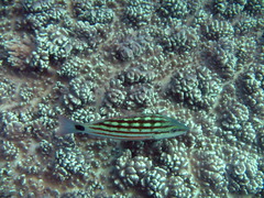 Lutjanus decussatus