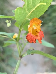 Impatiens capensis