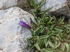 Penstemon heterodoxus heterodoxus