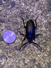 Prionus laticollis