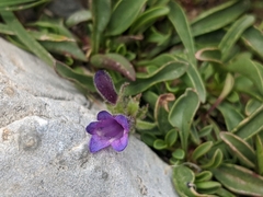 Penstemon heterodoxus heterodoxus