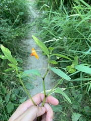 Impatiens capensis