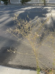 Lactuca serriola