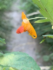 Impatiens capensis