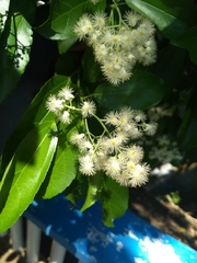 Pleuranthodendron lindenii