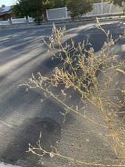 Lactuca serriola
