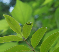 Glyphodes onychinalis