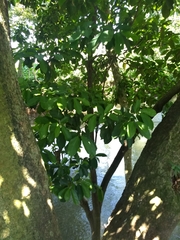 Pleuranthodendron lindenii