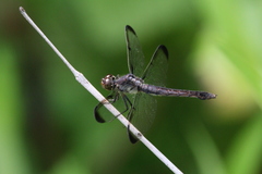 Libellula incesta