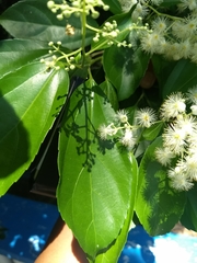 Pleuranthodendron lindenii