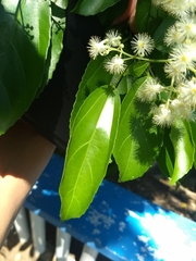 Pleuranthodendron lindenii