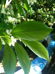 Pleuranthodendron lindenii