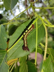 Citheronia beledonon
