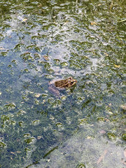 Lithobates onca