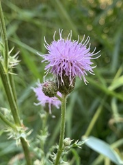 Cirsium