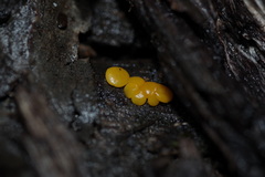 Bispora