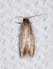 Phaeoses sabinella