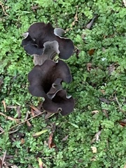 Craterellus
