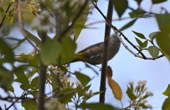 Leiothlypis crissalis